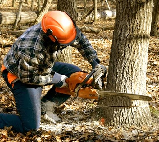 Tree Removal in Coalgate, OK